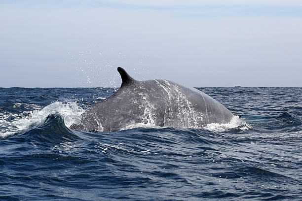 Fin Whale Fin Whale in the atlantic near the Azores sao miguel azores stock pictures, royalty-free photos & images
