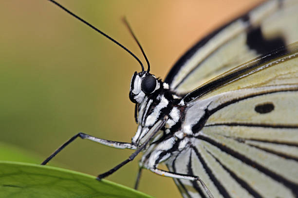 istock Paper Kite, Rice Paper, Tree Nymph, butterfly (Idea leuconoe) 491248817