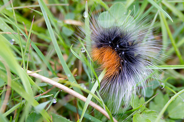 istock Garden Tiger Moth Caterpillar 491249163