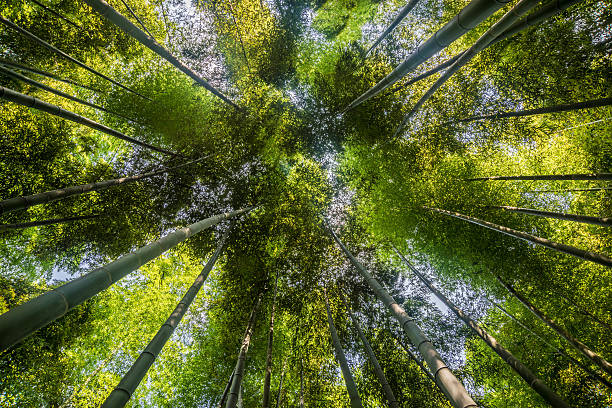 Green bamboo in the forest on green blurred nature background.