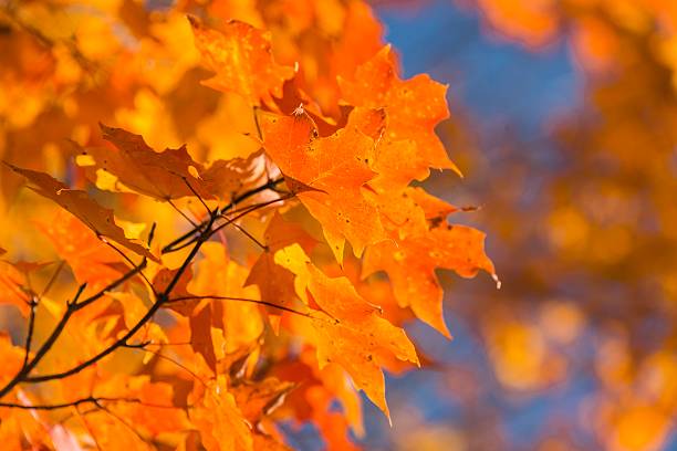 istock Changing Autumn Colors in Michigan 491249378