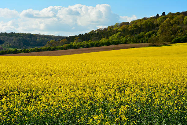 istock Bright yellow field of rape seed. 491249579