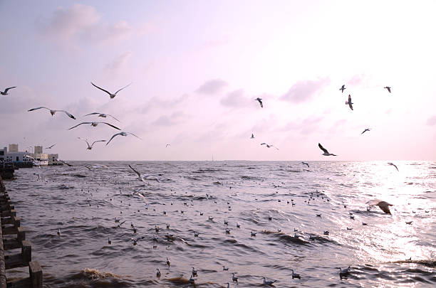 istock seagull with sunset in the background at bangpoo 491249647