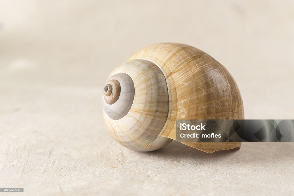 Poetic e solitario Shell - Foto stock royalty-free di Chiocciola - Gasteropode