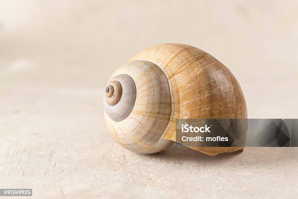 Poetic E Solitario Shell - Fotografie stock e altre immagini di Chiocciola - Gasteropode - Chiocciola - Gasteropode, Composizione orizzontale, Conchiglia di strombo