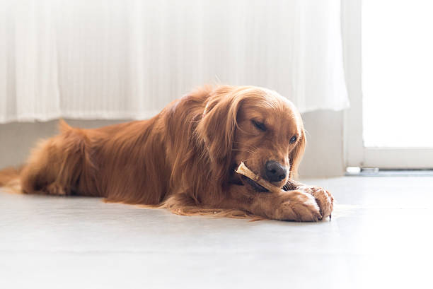 istock The golden retriever 491262554