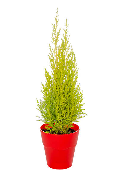 istock green fir in a red pot isolated 491262604