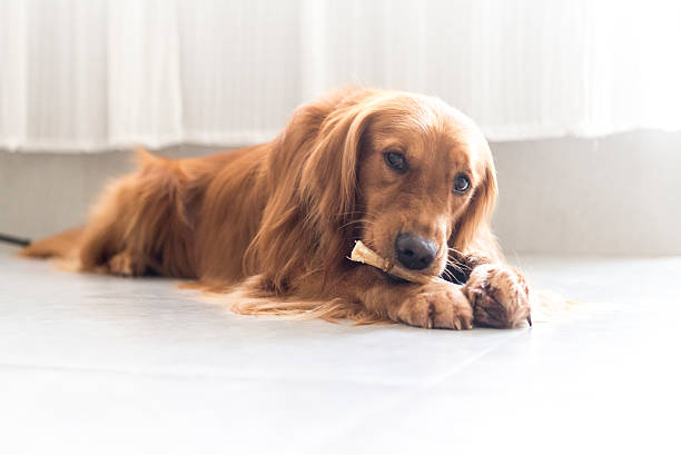 istock The golden retriever 491262776