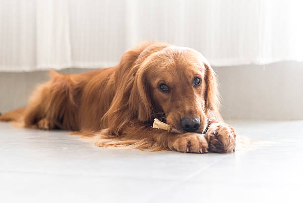 istock The golden retriever 491263004