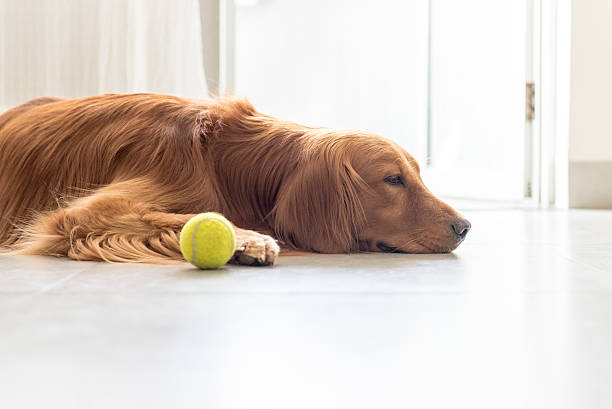 istock The golden retriever 491263506