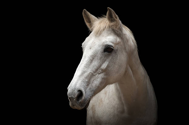 istock White Horse Portrait 491263600