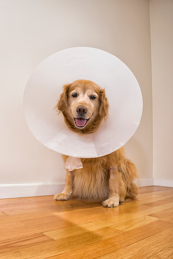 A groggy senior dog wearing a white plastic e-collar ( Elizabethan collar ) after surgery, as she is sitting down on a hardwood floor, looking at the camera, at home. This nine year old Golden Retriever is recovery from surgery to remove a mass at the base of her tail. You can see the bruising on her left leg where they shaved her fur for the IVs. 