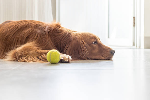 istock The golden retriever 491263766
