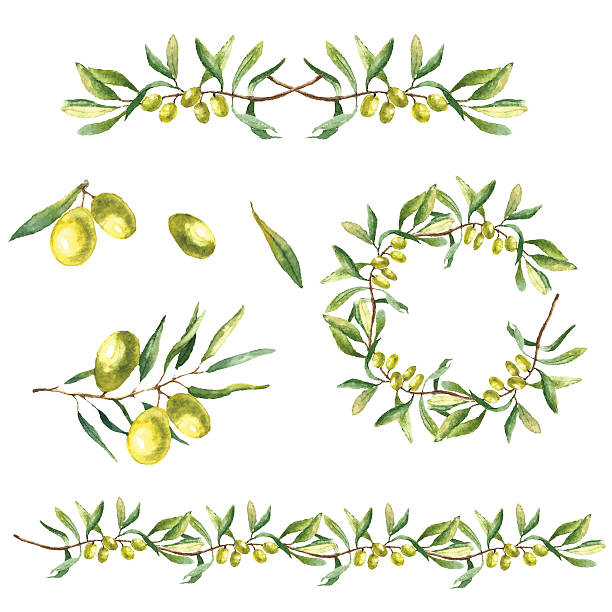 水彩オリーヴブランチ背景。 - olive tree tree olive leaf点のイラスト素材／クリップアート素材／マンガ素材／アイコン素材