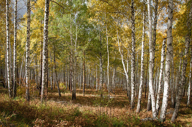 istock Autumn forest on the lake Arakul 491264122