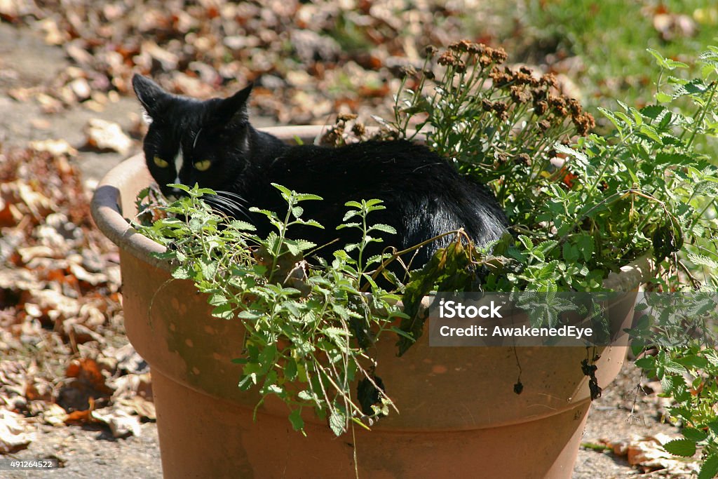 Black Cat Chilling in the Catnip A guilty looking black cat with white markings caught lying in a large pot filled with catnip in autumn Catmint Stock Photo