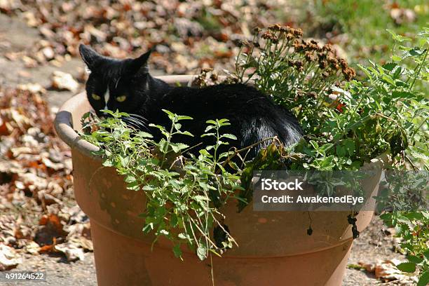 Black Cat Chilling In The Catnip Stock Photo - Download Image Now - Catmint, Domestic Cat, 2015