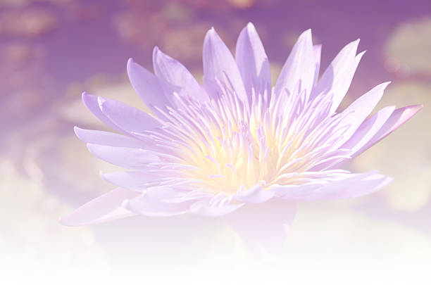 istock Lilies in soft blur bokeh for background. 491264526