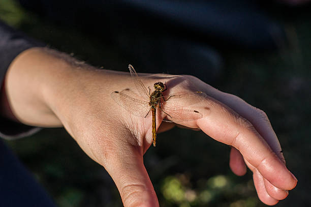 istock dragonfly sitting on a female hand 491264646