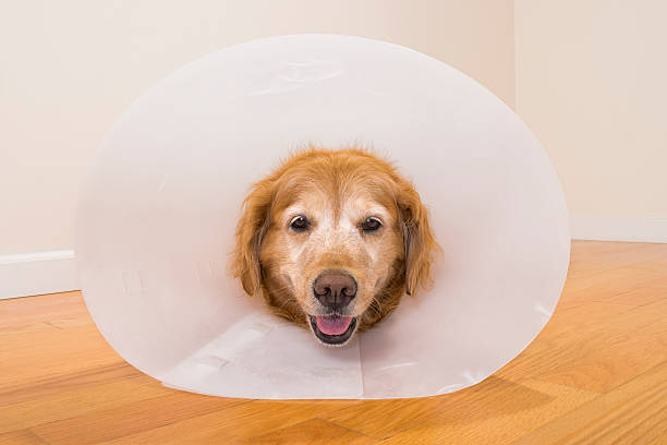 istock Senior dog wearing e-collar after surgery at home 491264672