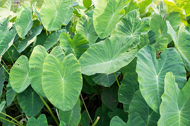 Elephant ear Elephant ear - Cocoyam or Dasheen or Eddoe or Japanese taro taro leaf stock pictures, royalty-free photos & images