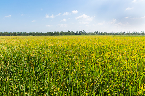 Cultivated Rice Paddy Fields in India. The rice grains are visible on the plants and they have already taken a green-golden colour. The sky is bright and the horizon is visible at a distance.