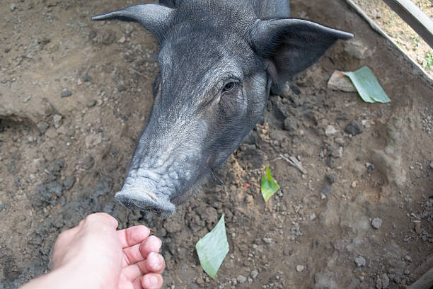 Hand and Black Pig Hand and Black Pig  in sty at farm berkshire pig stock pictures, royalty-free photos & images