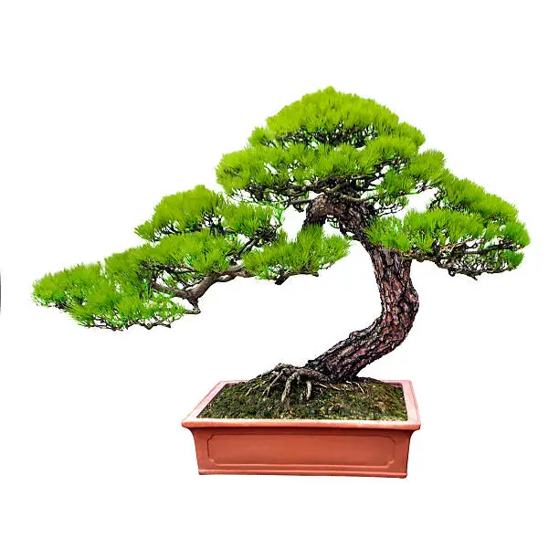 A pine bonsai tree extending from an orange ceramic plot. The trunk of the tree bends to the right and splits into smaller branches with pine leaves sprouting from them. Isolated on white background.