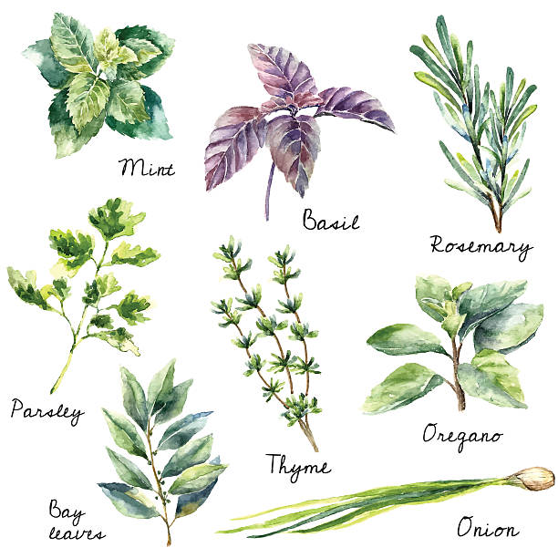 illustrations, cliparts, dessins animés et icônes de aquarelle collection d'herbes fraîches isolée. - plante aromatique illustrations
