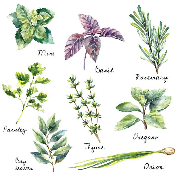 ilustrații de stoc cu colectarea acuarelă de ierburi proaspete izolate. - iarbă aromatică