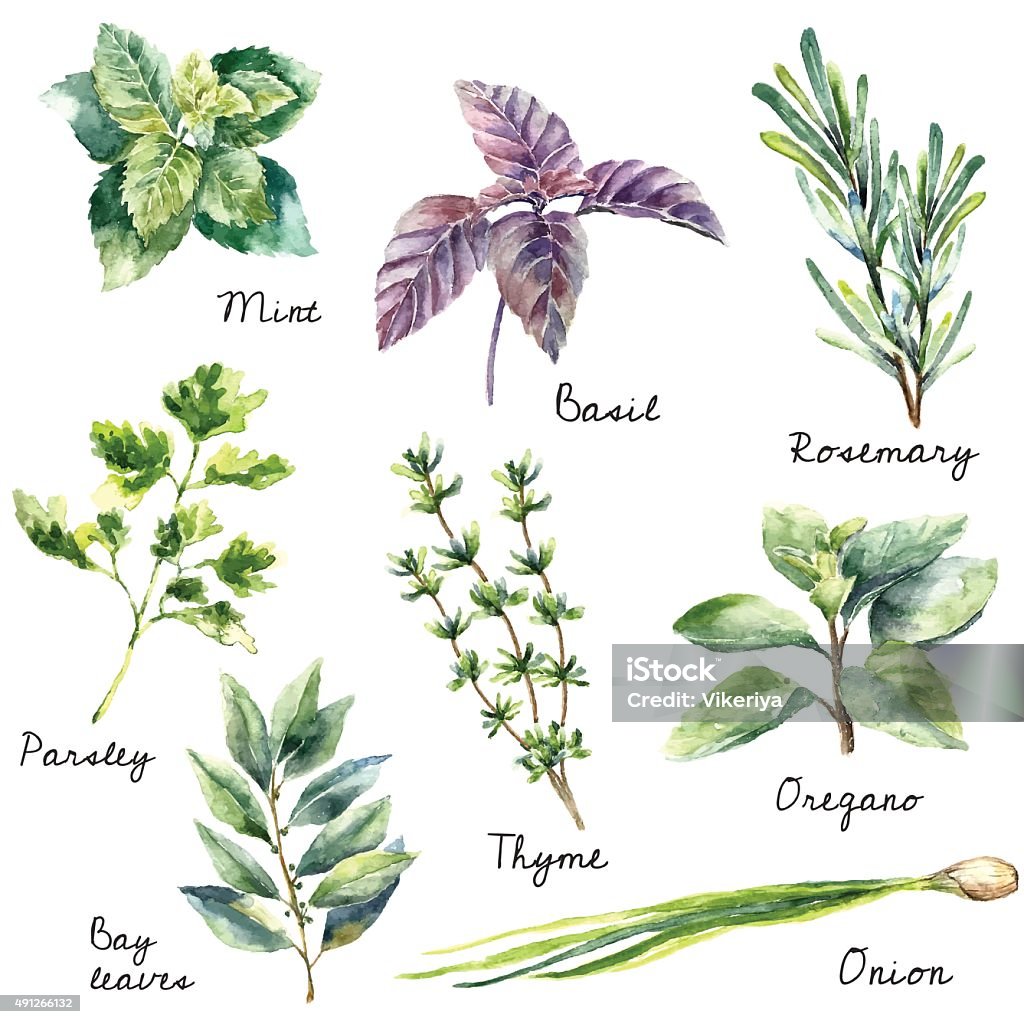 Watercolor collection of fresh herbs isolated. Watercolor collection of fresh herbs isolated: mint, basil, rosemary, parsley, oregano, thyme, bay leaves, green onion.  Hand draw illustration. Herb stock vector