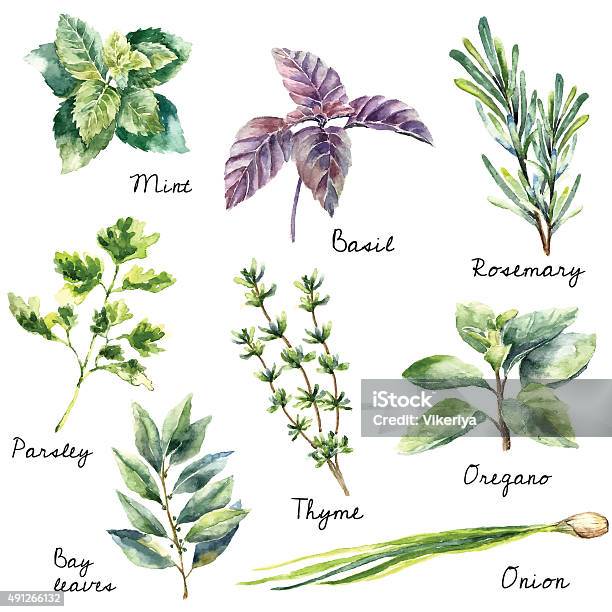 Watercolor Collection Of Fresh Herbs Isolated Stock Illustration - Download Image Now - Herb, Rosemary, Illustration
