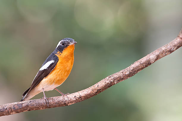 istock Mugimaki Flycatcher male catch branch in nature 491266190