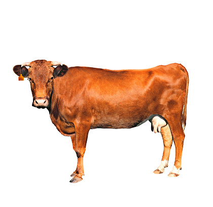 brown cow of c number isolated on a white background