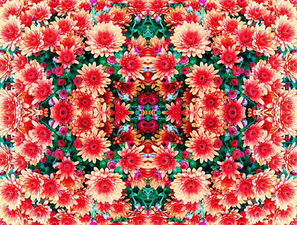 Mum flower kaleidoscope