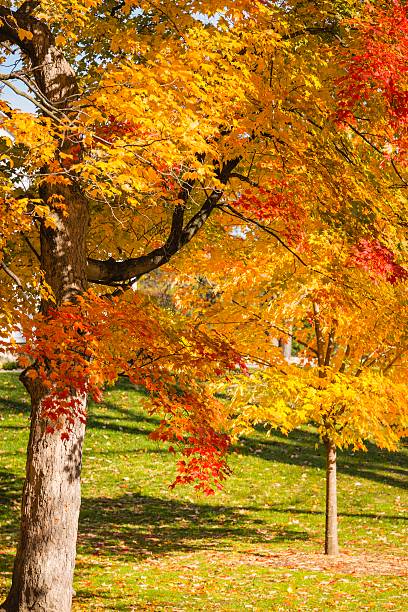 istock Changing Autumn Colors in Michigan 491267562