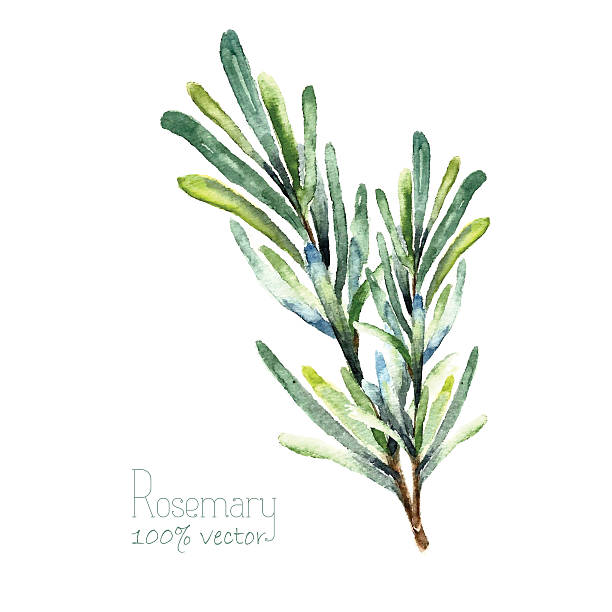 水彩ベクトルローズマリー - rosemary herb isolated ingredient点のイラスト素材／クリップアート素材／マンガ素材／アイコン素材