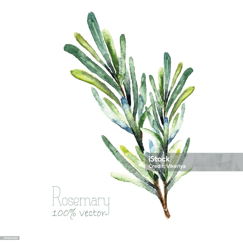Watercolor vector rosemary Watercolor rosemary. Hand draw rosemary illustration. Herbs vector object isolated on white background. Kitchen herbs and spices banner. Rosemary stock vector