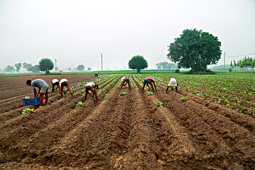 Group of people Manual Workers Planting Cauliflower in the field Located in Rural India.