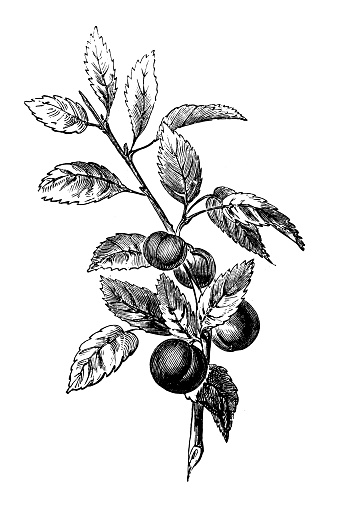 Antique illustration of myrobalan plum