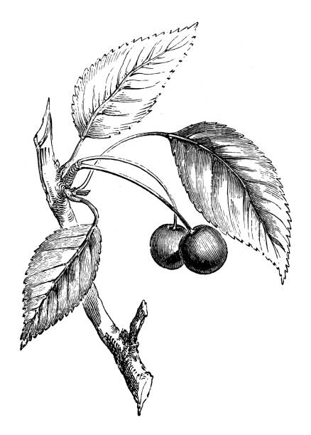 antique illustration of wild cherry tree - kiraz illüstrasyonlar stock illustrations