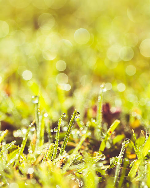 istock Dew in The Morning, Vintage Look 491276560
