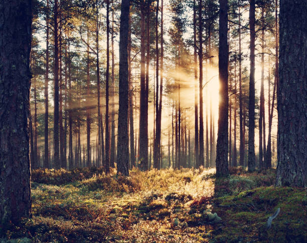 istock Coniferous forest with morning sun shining 491276658