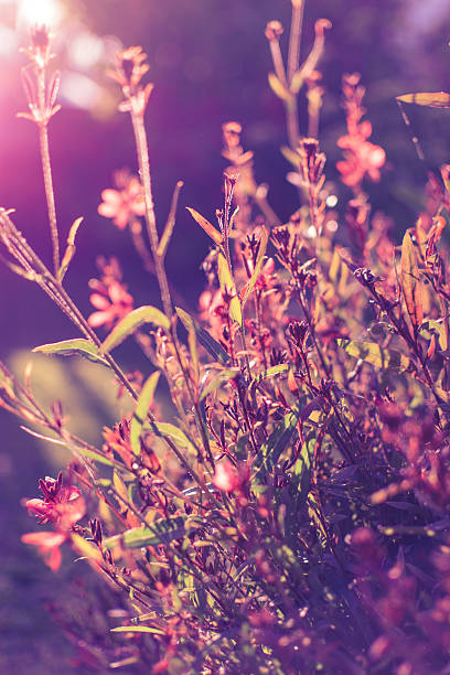 istock Garden Flowers with Sun in the Background 491277234