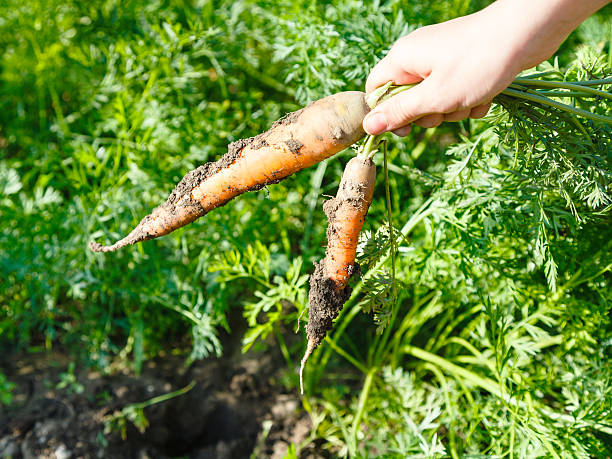 harvesting - Two picked carrots in hand and garden bed on background