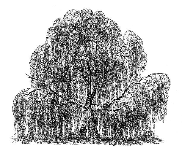 античный иллюстрация weeping береза - willow tree weeping willow tree isolated stock illustrations