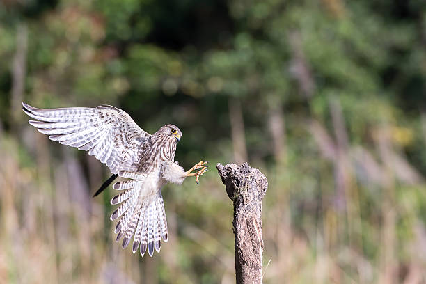 istock Falcon flying to nature stump 491279096