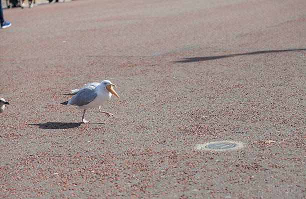 Seagull makes off on foot with stolen ice-cream cone. Seagulls have become increasingly emboldened because of people feeding them, as they are so used to human contact. Conwy council are to bring in tough measures to crack down on people who feed seagulls in a bid to tackle the problem of aggressive birds attacing members of the public. Conwy council say they will introduce the law by the end of the year to ban the feeding of the birds on Llandudno's North Shore stealing ice cream stock pictures, royalty-free photos & images