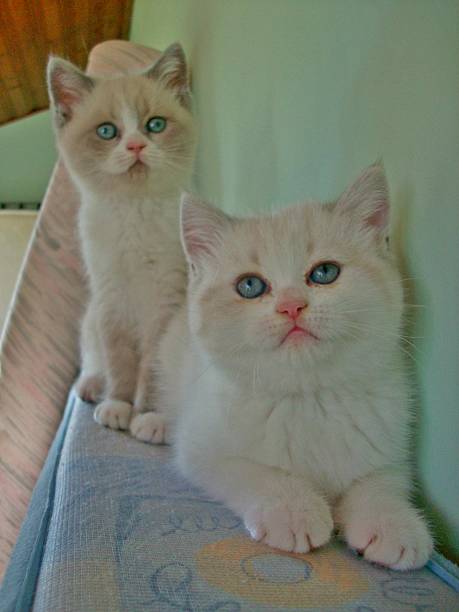istock British shorthair white kittens 491279768
