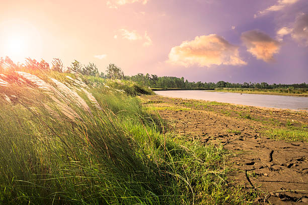 scène paisible sur la rive de la rivière au lever du soleil - grass tall timothy grass field photos et images de collection